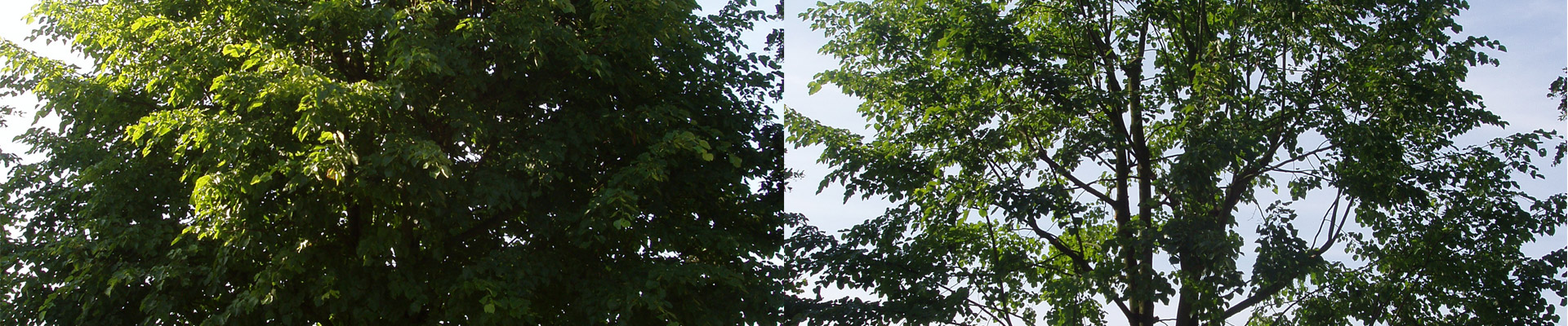 Elagage Atelier sur cordes Strasbourg